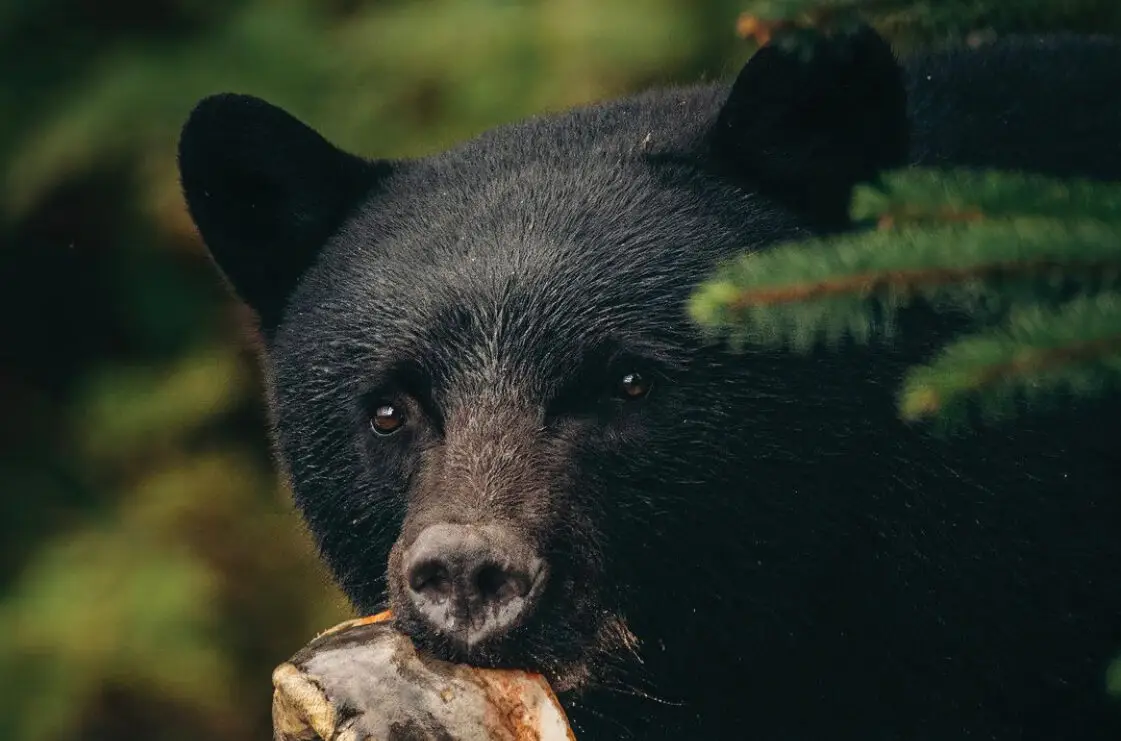 Bear with fish in mouth