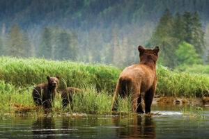 Bears in stream with green foliage and mountain slope in background