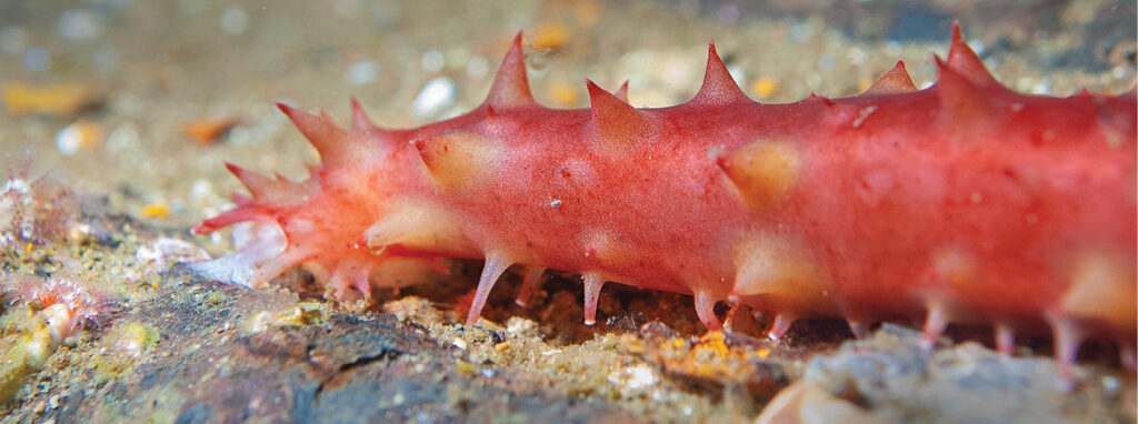 California sea cucumber grazes the deck. Photo by Sean Percy