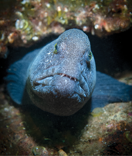 HOME SWEET HOME: A wolf eel has found a home in the rudder at the stern of the YOGN. Photo by W.L. Bill McKinnon