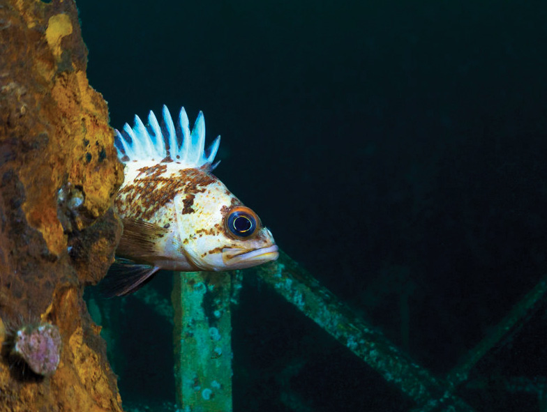 A quillback rockfish plays hide and seek with photographer W. L. Bill McKinnon.