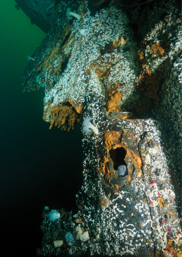 a wolf eel has found a home in the rudder at the stern of the YOGN Photo by W.L. McKinnon