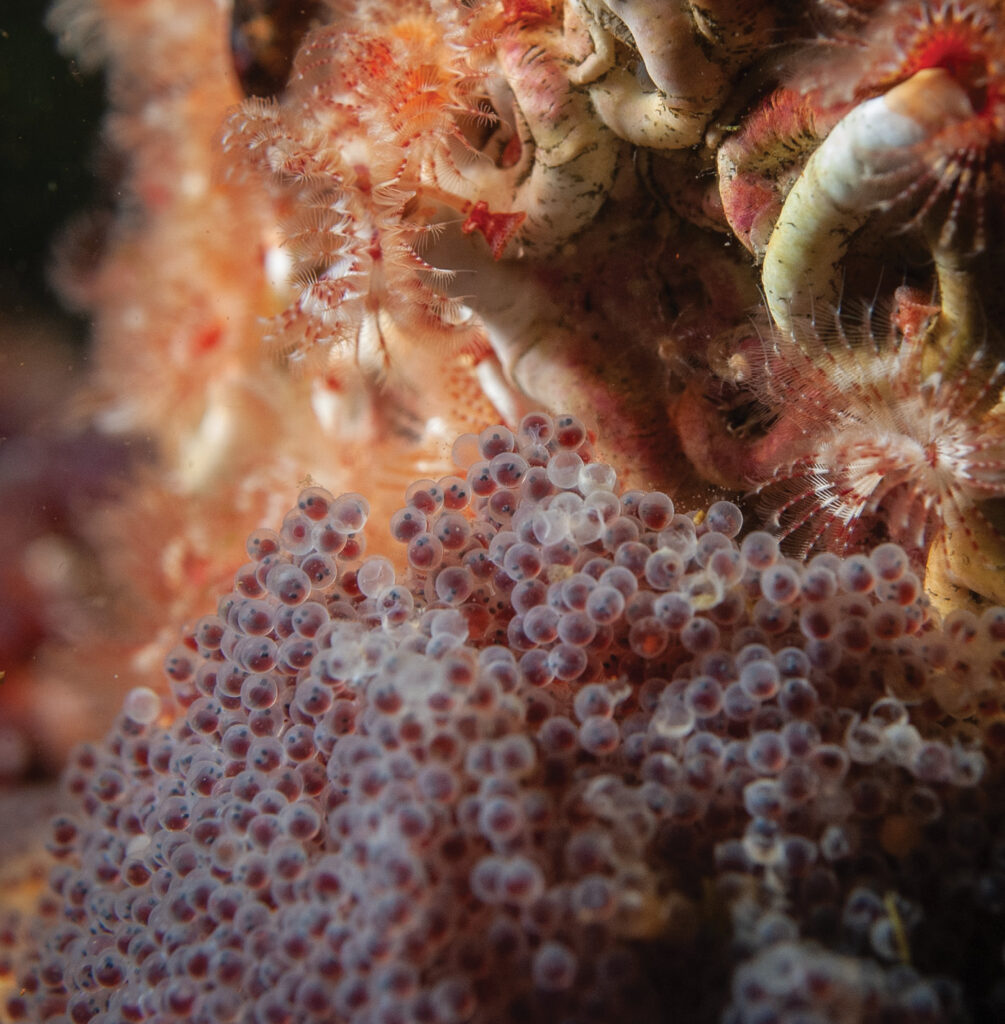 A cluster of cabezon eggs with ever-present calcareous tubeworms, their feathery crowns filtering the current for food. Photo by Sean Percy