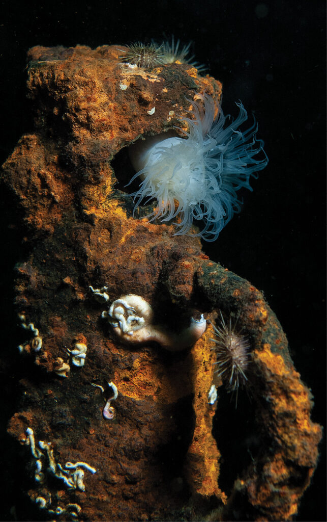 anemones, tube worms and urchins grow on a stanchion. Photo by Sean Percy