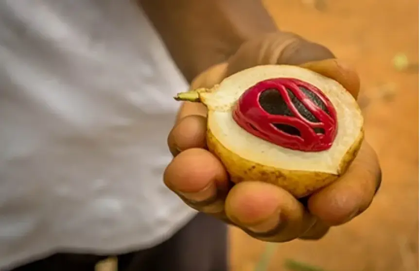 Freshly picked nutmeg - Zanzibar - credit Linda Blair