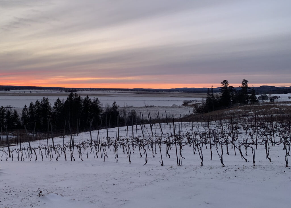 View of a winter vineyard, snow on the ground, sunset in the distance