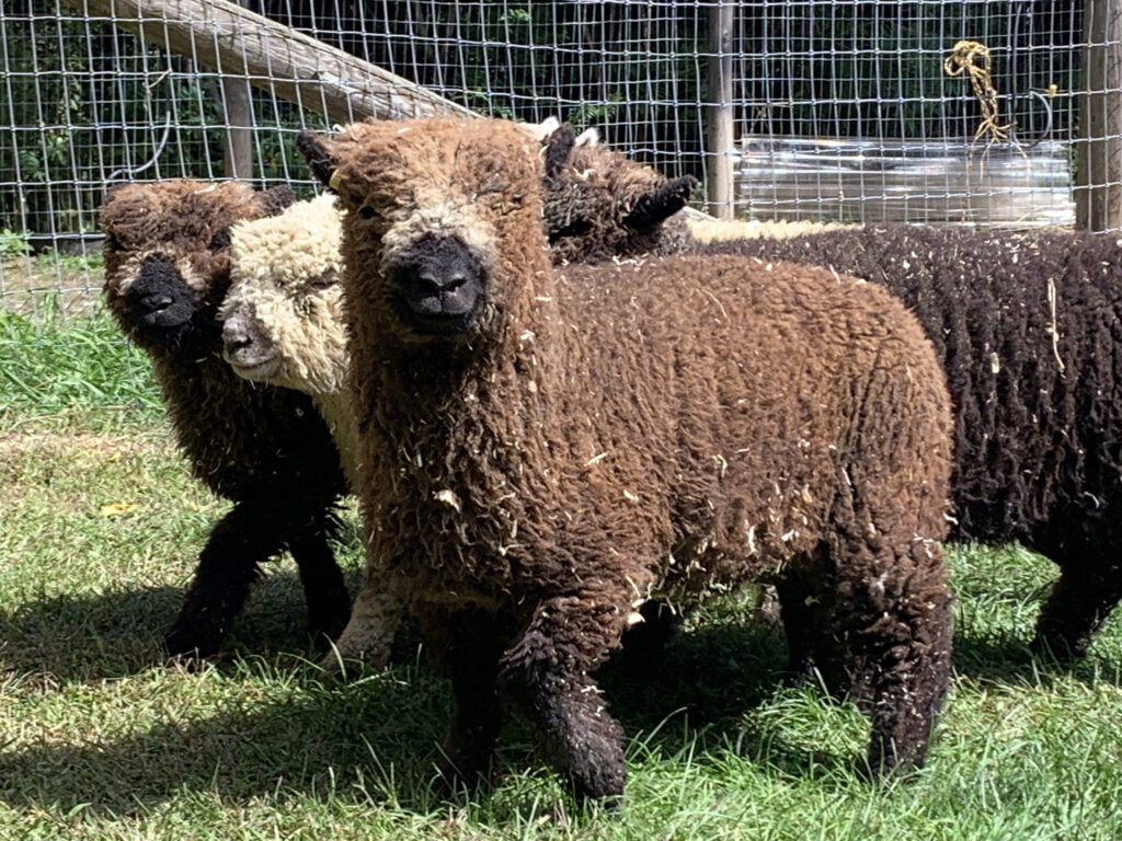 Brown sheep in the foreground looking straight at the camera, more sheep in the back with a fence behind them