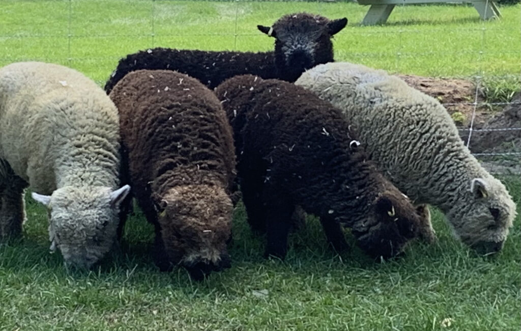 five white, brown and black sheep on a green pasture feeding