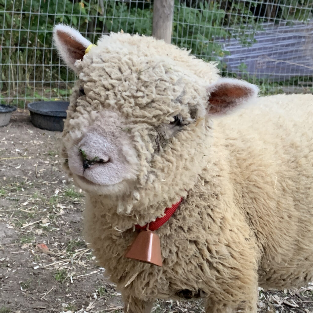 white sheep looking into the camera, head tilted to the right, sporting a red collar with a copper bell