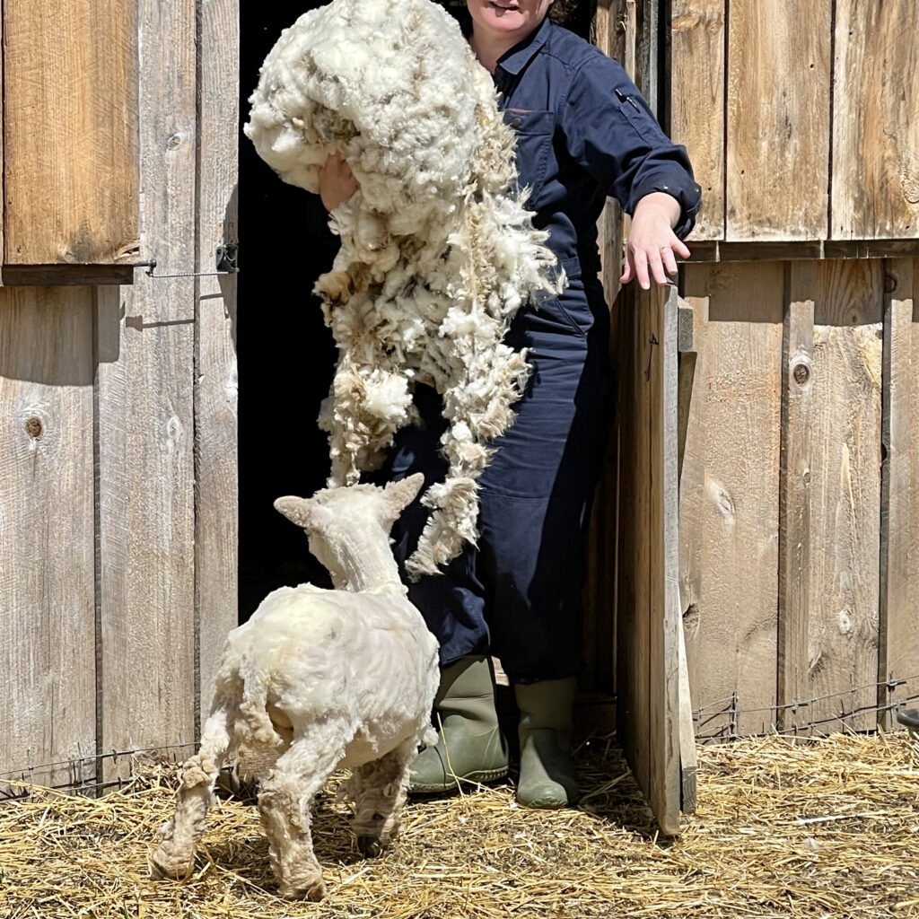 Person in blue overalls at the entrance to a barn holding the fleece of the sheep he had just shorn with the small sheep looking at him