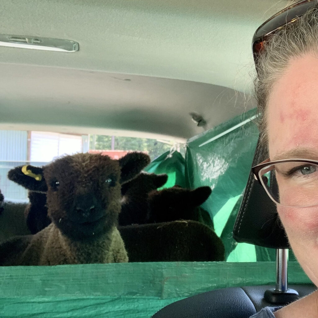 Woman peering into the camera with one eye showing six sheep in the back of her car.