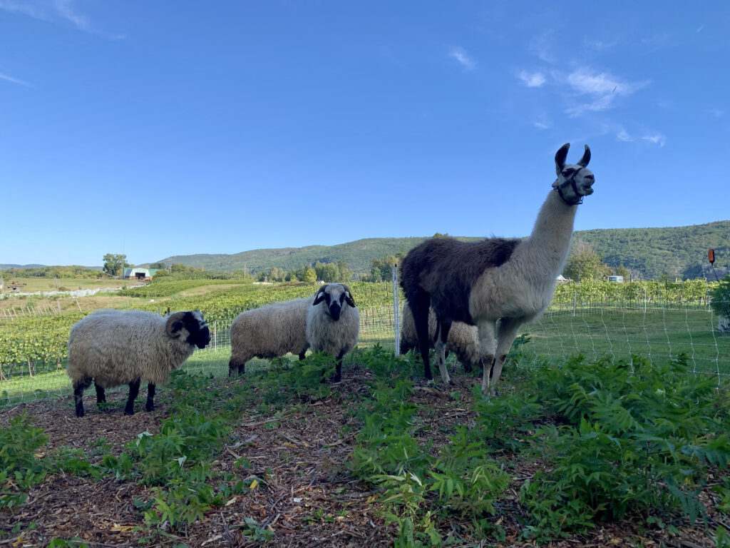 Two sheep and a llama on a field