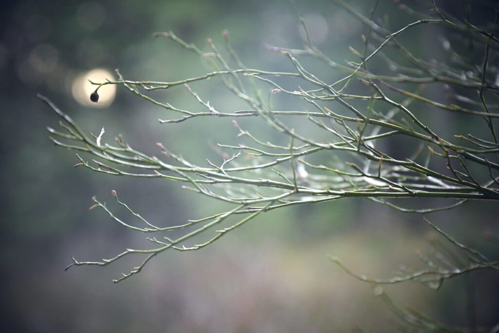 Soft overcast light on bare branches horizontally across picture plane with one dried up berry backlit by a speck on light in the background