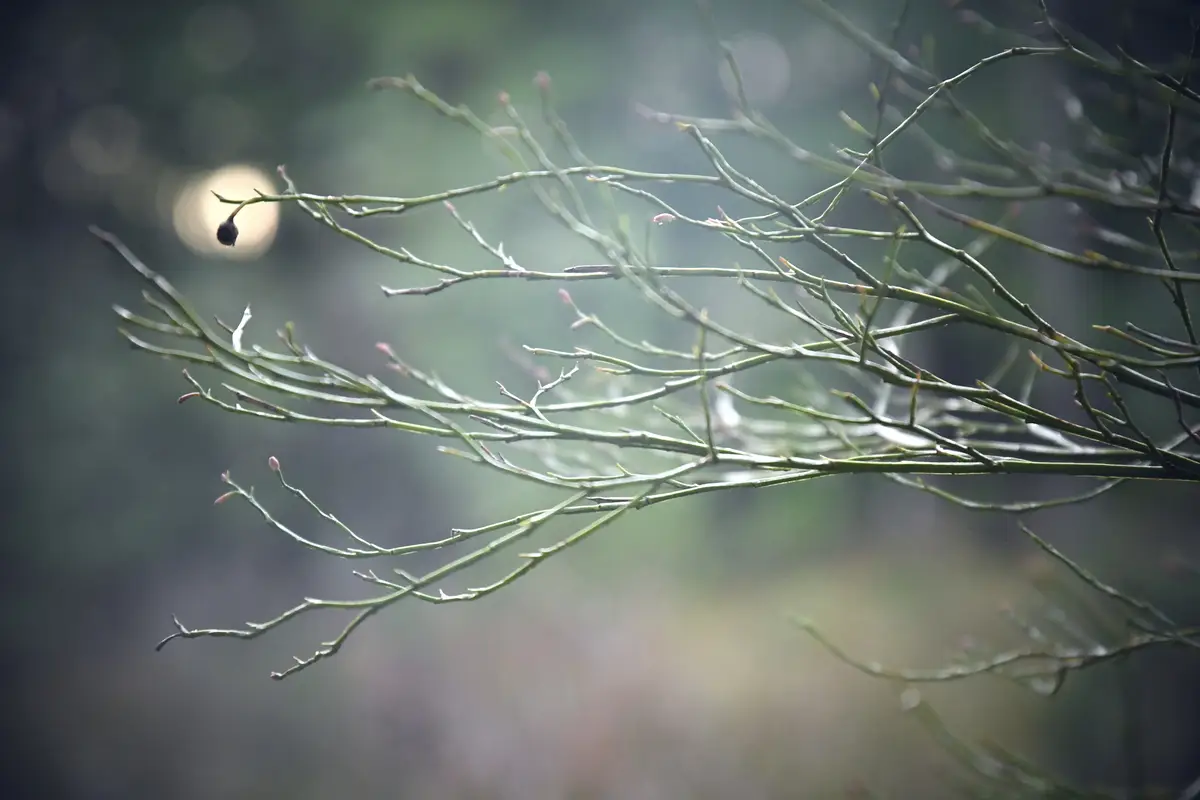Soft overcast light, shallow depth-of-field, on bare huckleberry branches horizontally across picture plane with one dried-up berry backlit by a circle of light in the background