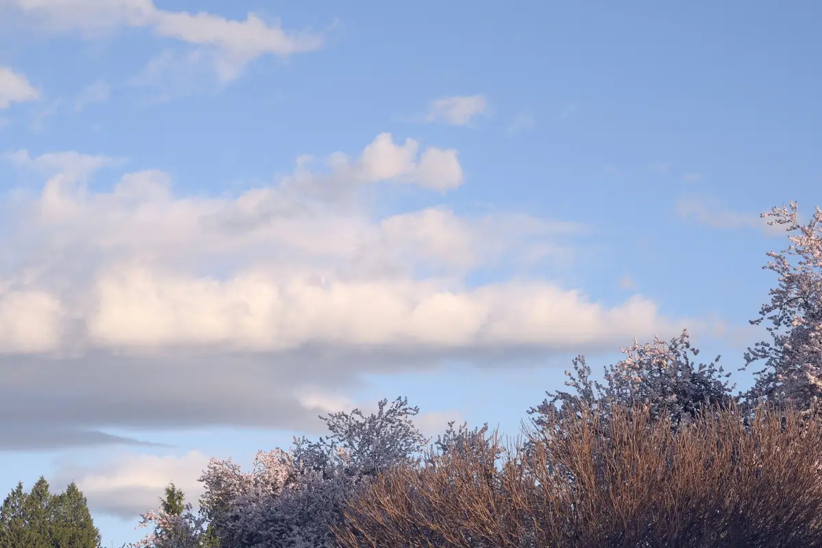 Upward view of a blue sky with white clouds, blooming spring trees in the lower foreground