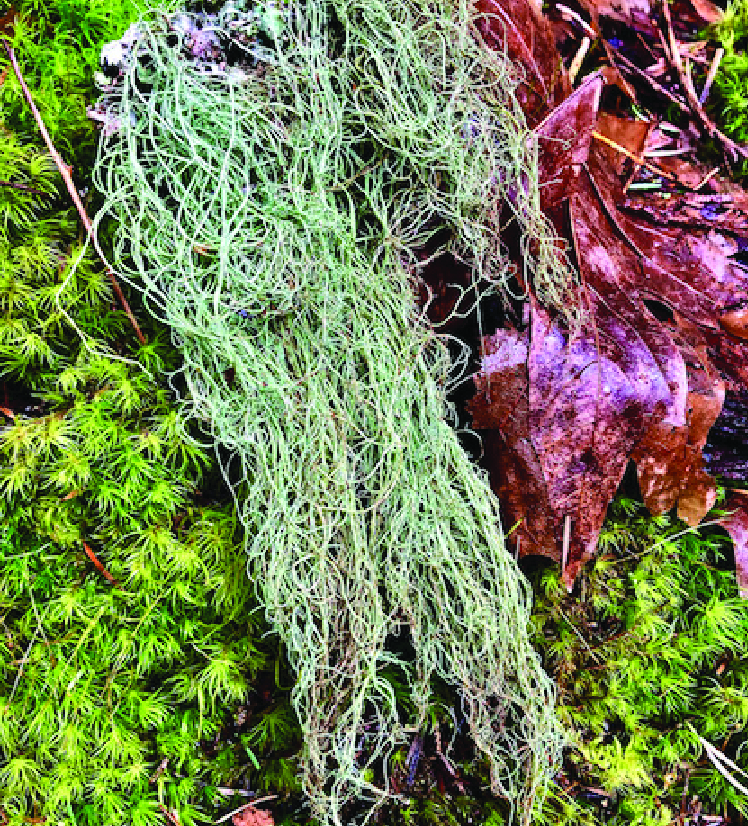 View of forest floor showing moss, decaying leaves, and in the middle, Methusalah's beard (Usnea longissima) lichen