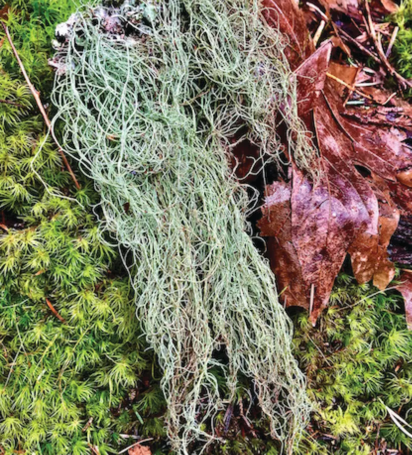 View of forest floor showing moss, decaying leaves, and in the middle, Methusalah's beard (Usnea longissima) lichen