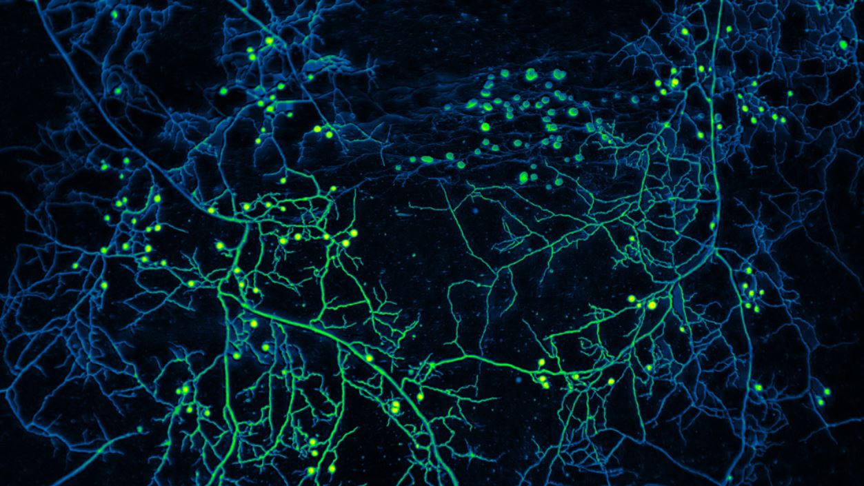 high-resolution mycelium network, green and blue, root-like with bright green dots, black background