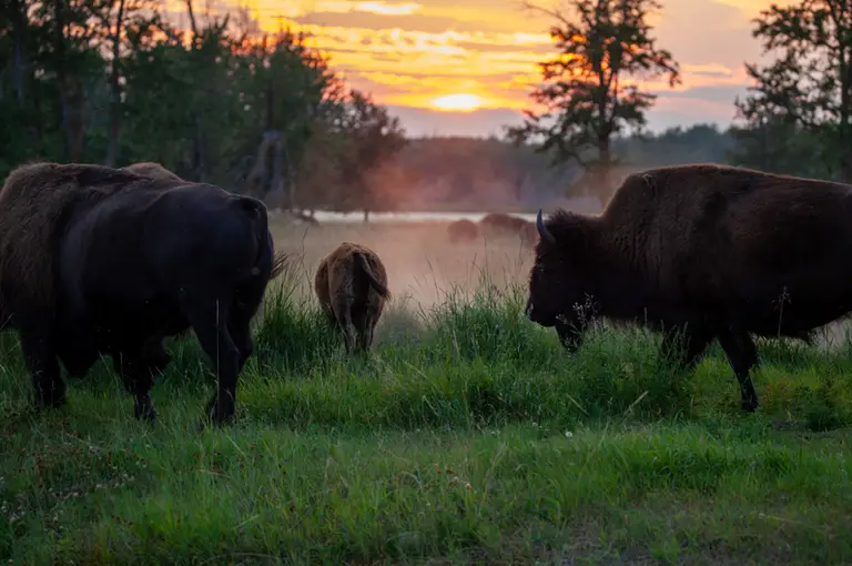 A group of buffalo on a field with a cloud of dust in the background, which also includes trees and a fiery sky at sunset at dawn or dusk
